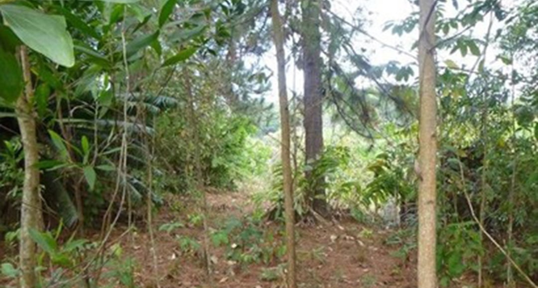 cocle