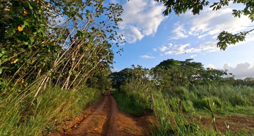 zanguenga